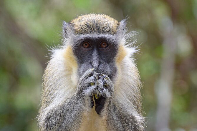 barbados-island-tour-monkey-feeding-swimming-with-the-turtles