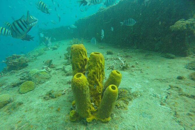 barbados-shore-excursion-carlisle-bay-turtle-shipwreck