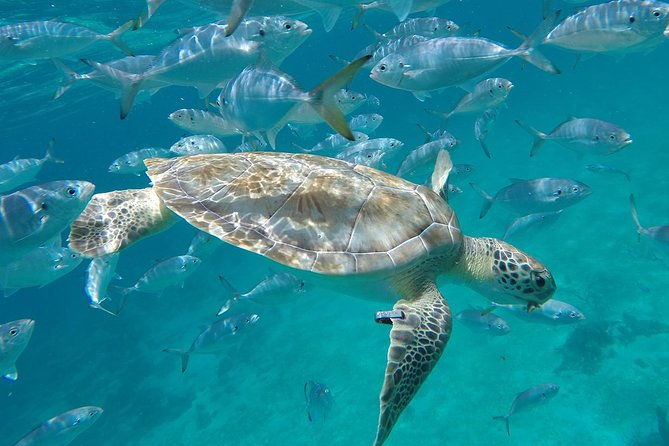 barbados-shore-excursion-snorkel-cruise-and-beach-day