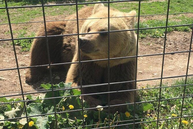 bear-sanctuary-and-bran-castle-from-brasov-3