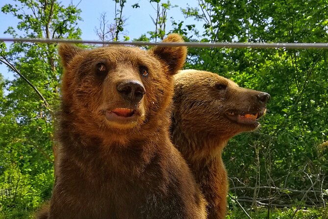 bear-sanctuary-bran-castle-rasnov-fortress-tour-from-brasov-2