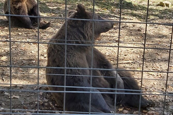 bear-sanctuary-zarnestibran-castlerasnov-fortres-w-hotel-pickup