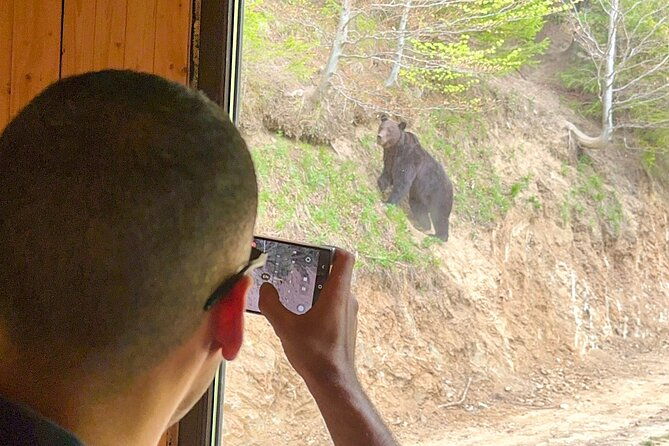 bear-watching-in-brasov-observe-wild-bears-from-a-hideout