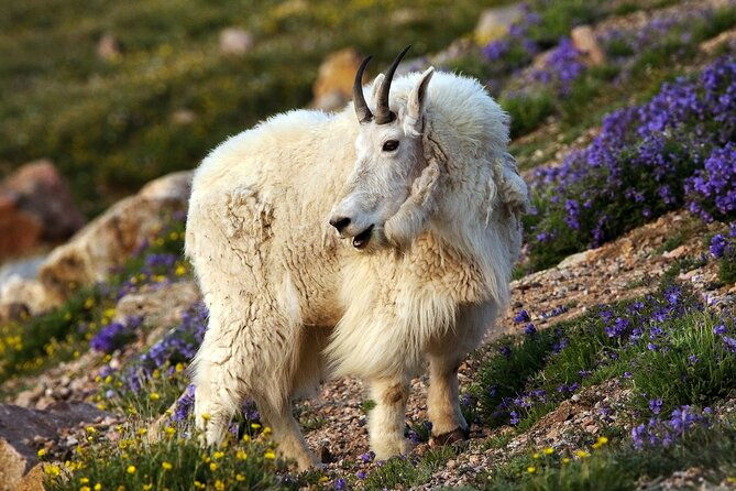 beartooth-highway-private-half-day-tour-2