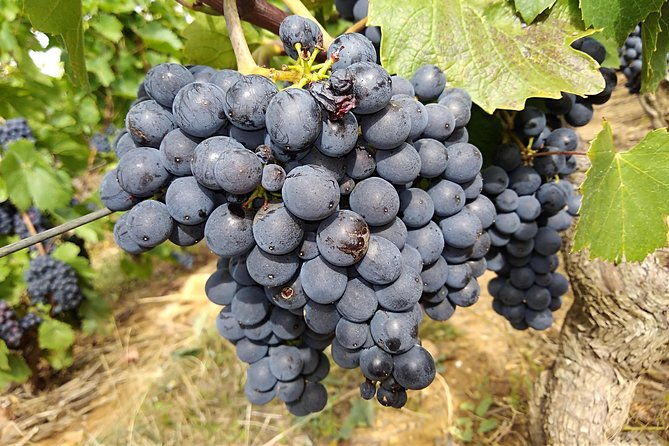 beaujolais-wine-route-private-tour-from-lyon