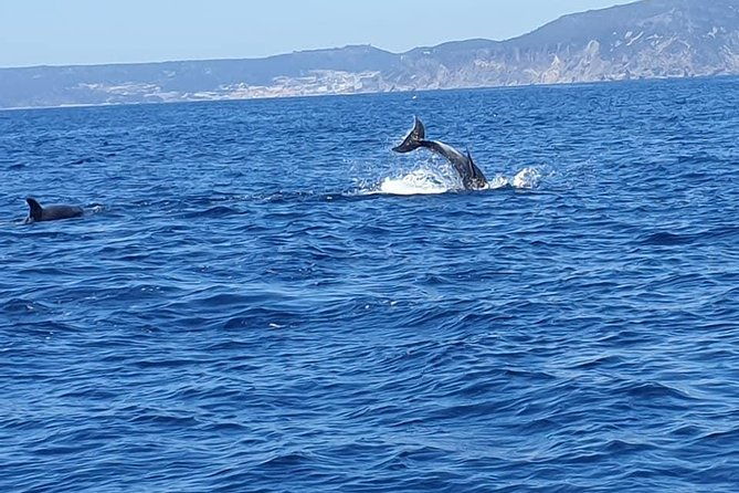 become-a-dolphin-protector-lisbon-eco-dolphin-watching