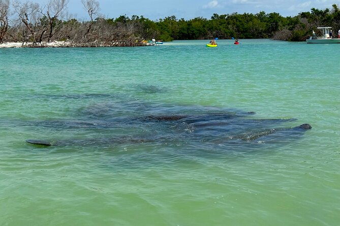 beginner-one-hour-guided-kayaking-and-sup-activity