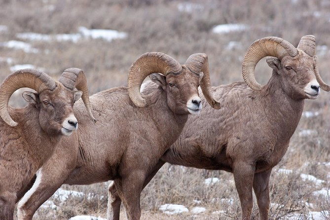 best-of-jackson-hole-wildlife-safari-tour