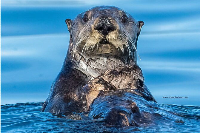 best-whale-watching-and-wildlife-shore-excursion-in-sitka