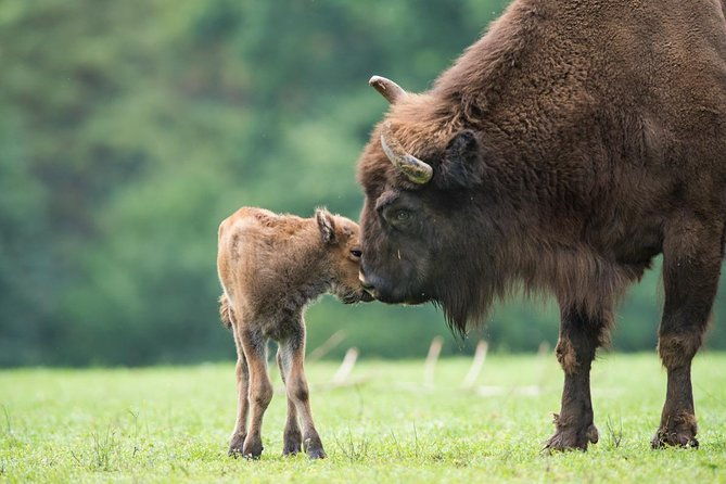 bialowieza-national-park-small-group-tour-from-warsaw-with-lunch-included