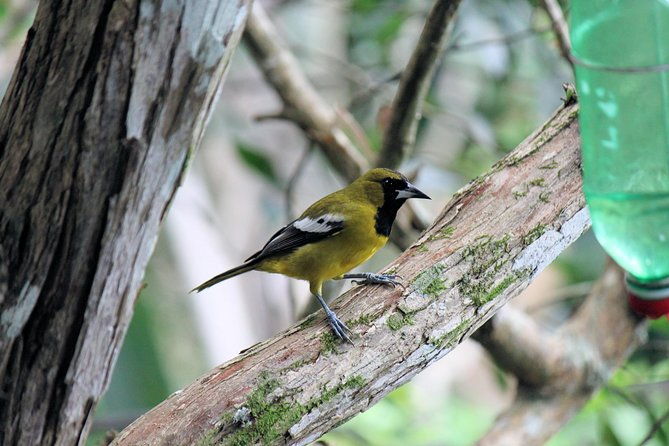 bird-feeding-sanctuary-montego-bay-highlights-and-columbus-park-day-adventure