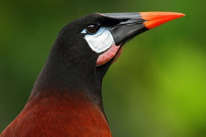 bird-watching-near-the-arenal-volcano