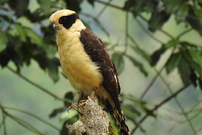 bird-watching-tour-in-carara-national-park