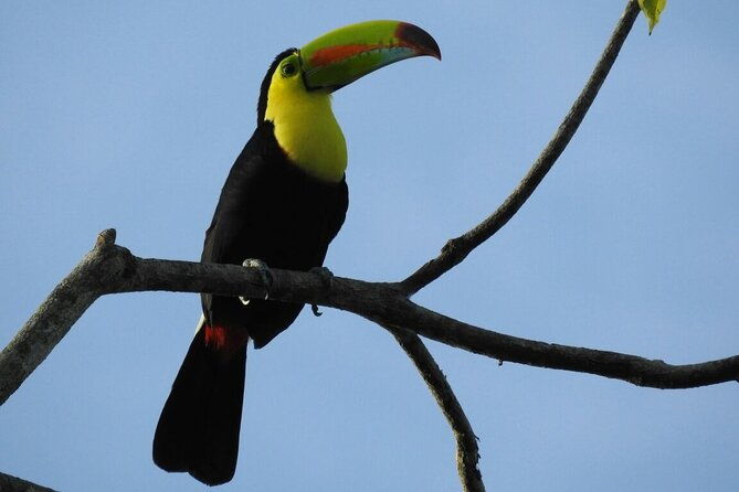 bird-watching-tour-in-monteverde