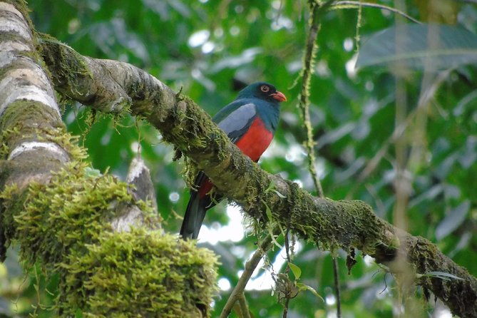 bird-watching-tour