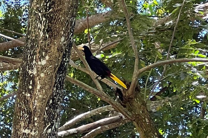 bird-watching-tours