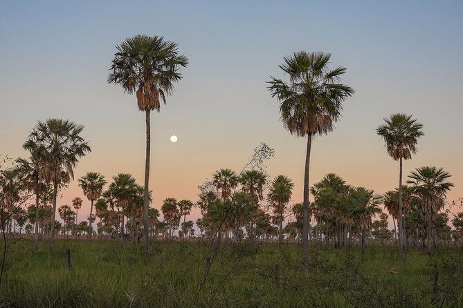 birding-and-nature-chaco-tour