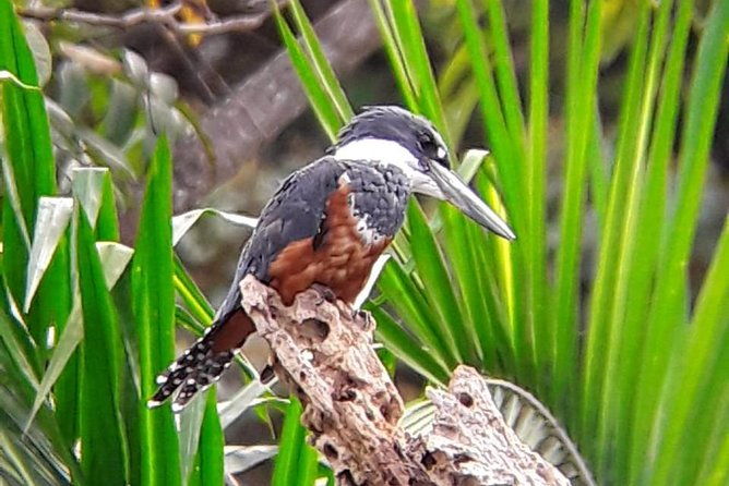birding-in-the-rainforest