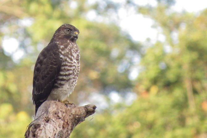 birding-nature-to-chicaque-cloud-forest-nature-reserve-2