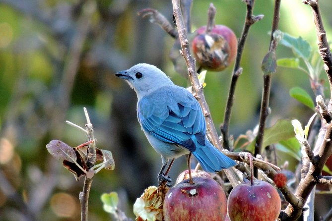 birding-tour-curi-cancha
