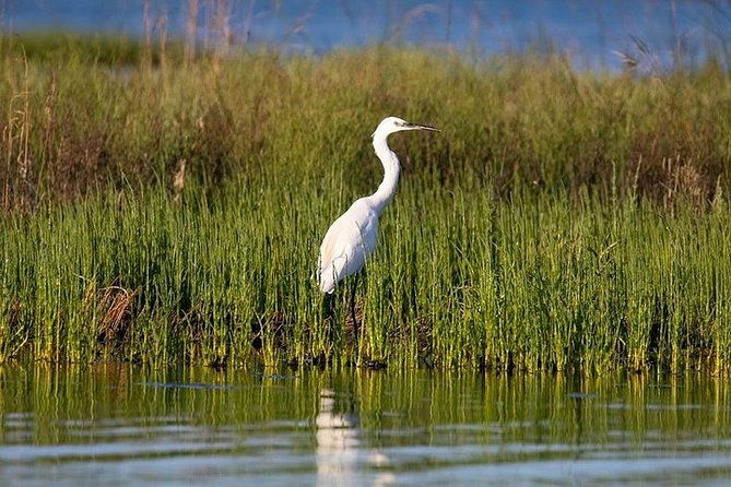 birdwatching-by-boat-in-a-small-group-in-the-pialassa-baiona