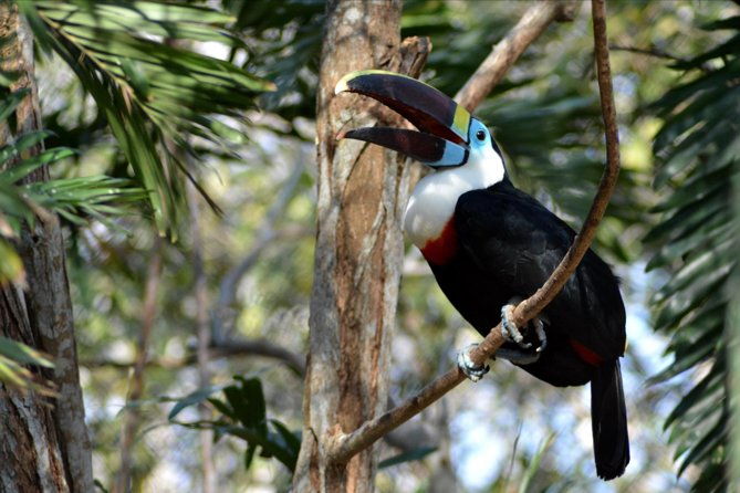 birdwatching-photography-experience-at-the-national-aviary-in-baru