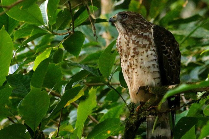 birdwatching-tour-at-mistico-park