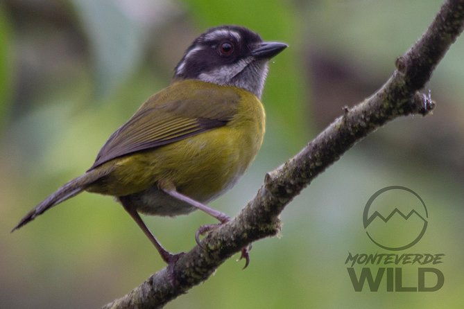 birdwatching-tour-at-the-cloud-forest-monteverde-wild
