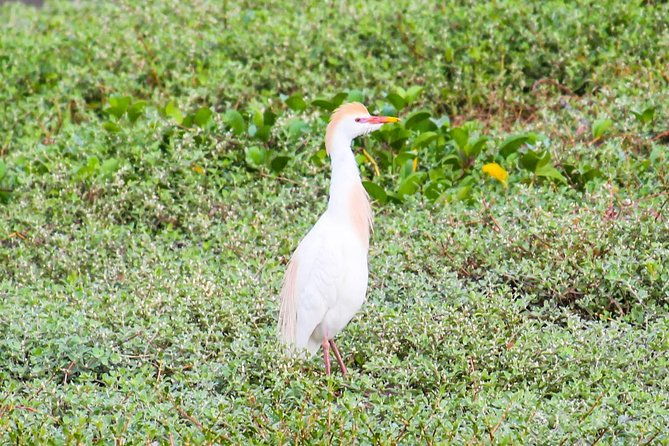 birdwatching-tour-cajas-park-and-tamarindo-tropical-forest-area-from-cuenca