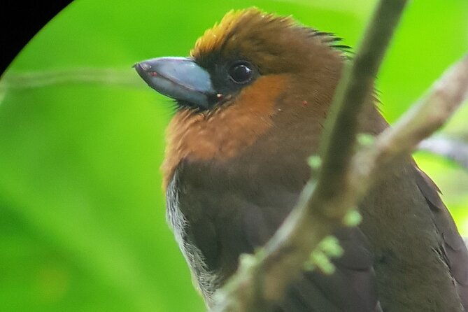 birdwatching-tour-in-monteverde