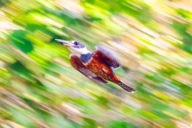 birdwatching-tours-in-el-salvador-with-a-guide