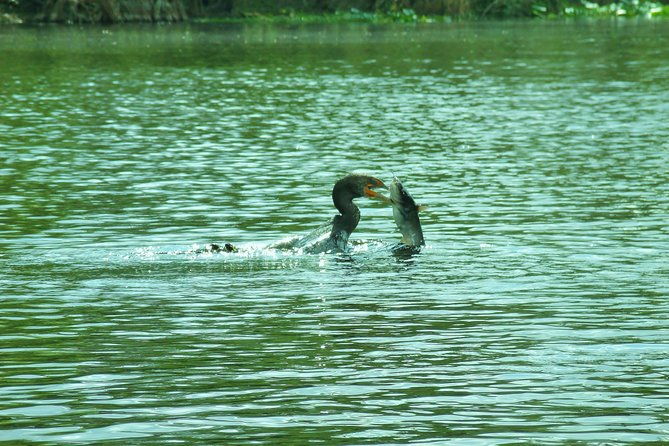 blue-springs-manatee-tours-wildlife-adventure-orlando