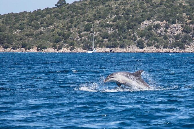 boat-dolphins-safari-and-snorkeling