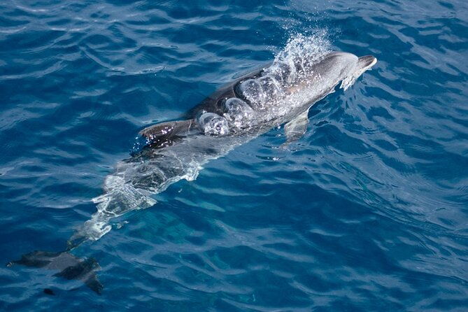 boat-trip-along-the-northwest-coast-of-la-palma-2