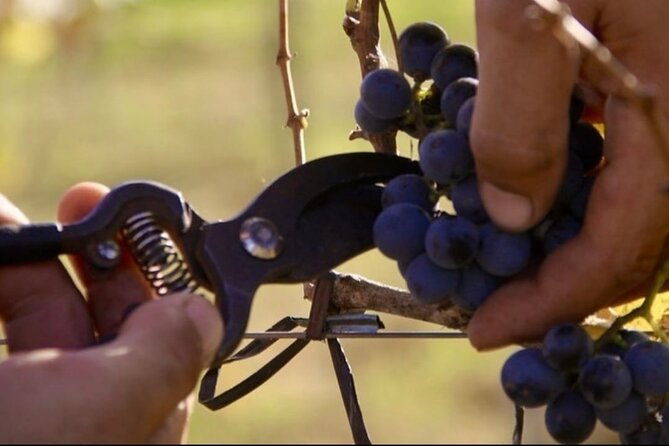bodega-gamboa-small-group-wine-tasting-tour-with-lunch