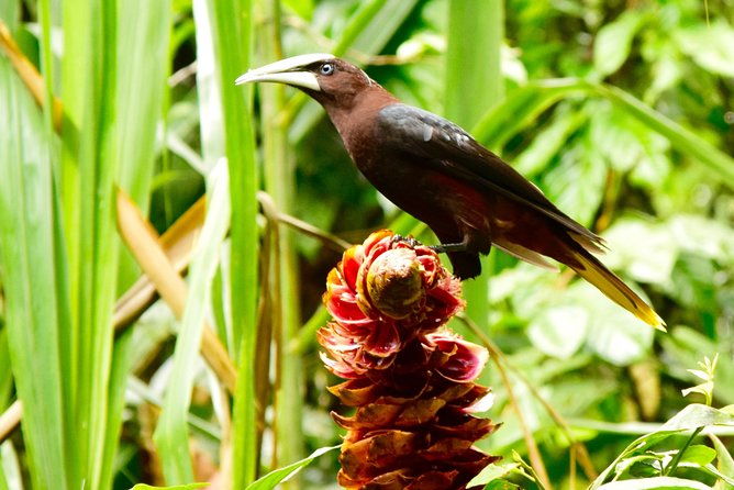 braulio-carrillo-bird-watching-full-day-pass