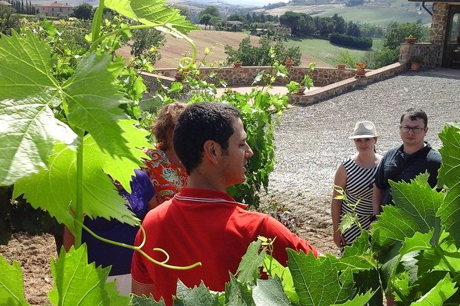 brunello-vineyards-bus-tour-2