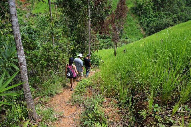 bush-hiking-to-explore-wild-plants-fresh-fruitsmontego-bay