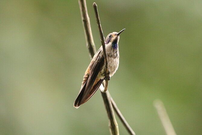cali-bird-watching-birding-in-the-cloud-forest-at-kilometer-18