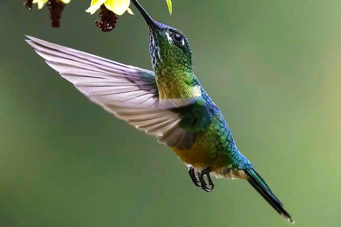 cali-birding-birds-of-the-cali-river-bird-watching