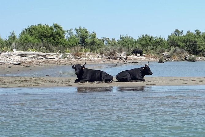 camargue-4x4-safari-2h-picnic-kayak