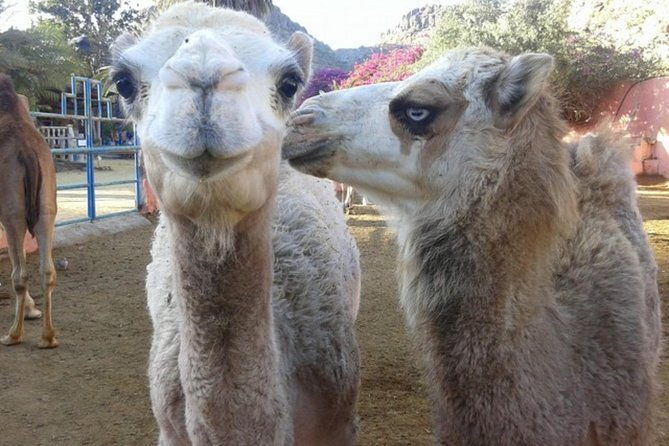 camel-safari-through-the-dunes-of-maspalomas-2