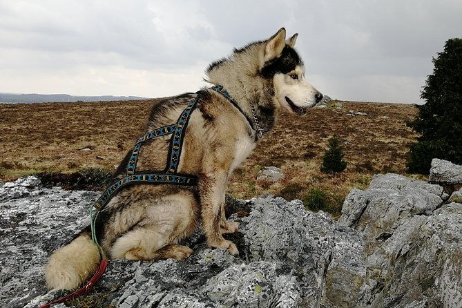 cani-rando-fun-and-original-hiking-pulled-by-huskies-2
