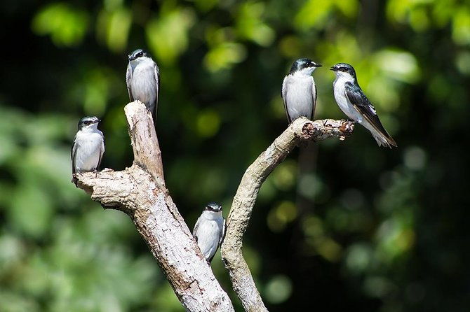 canoe-tour-in-tortuguero-national-park