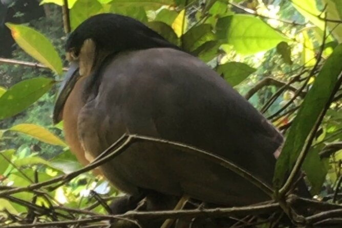 canoe-tour-through-parque-n-tortuguero-in-francais-english-espanol-dutch
