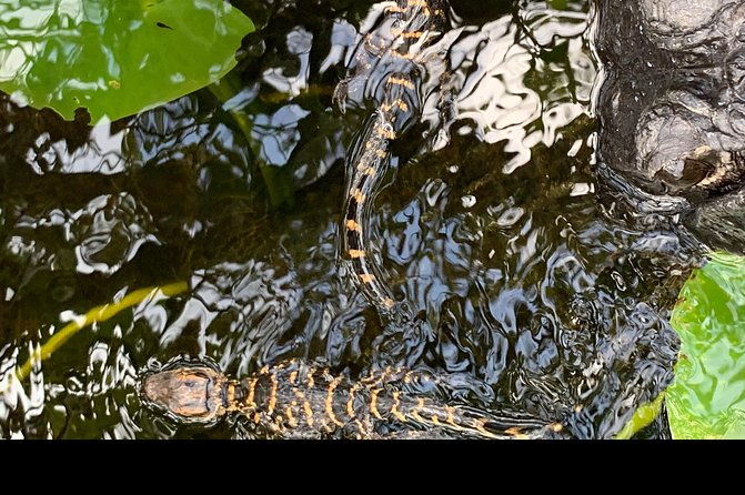 captain-willy-airboat