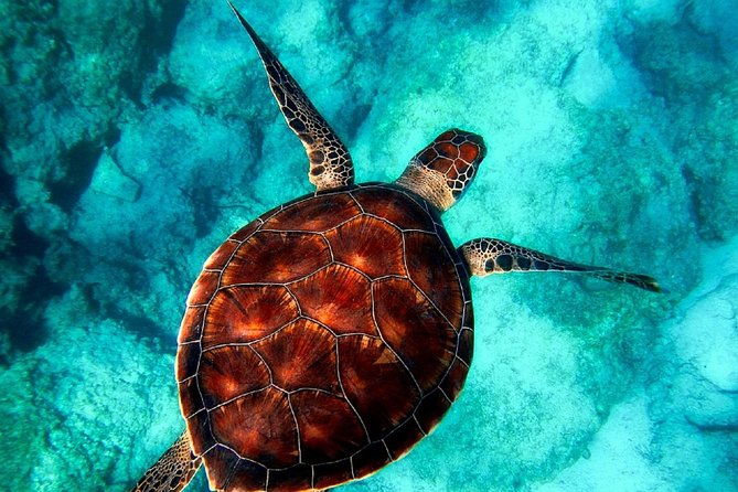 caretta-caretta-turtle-trip