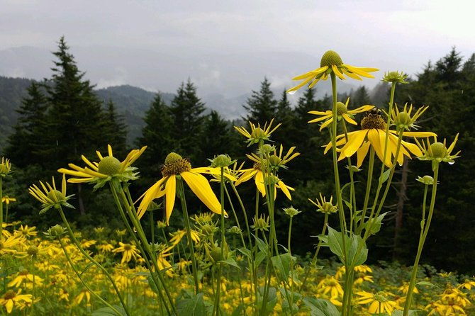 carolina-waterfalls-and-highlands-private-vip-boutique-tour-2