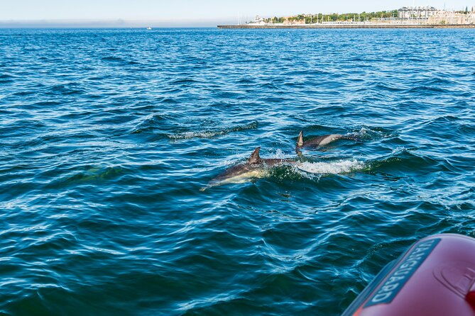 cascais-coast-dolphin-watching-2