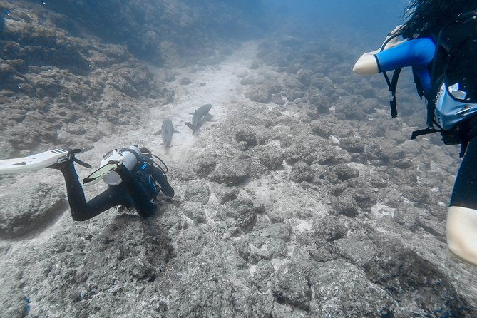 catalina-island-diving-tour-from-tamarindo-certified-only
